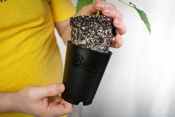 Close-up of hands holding a black BudCup with a cannabis plant, showcasing dense white roots visible through the soil. The person wearing a yellow shirt is partially visible in the background.