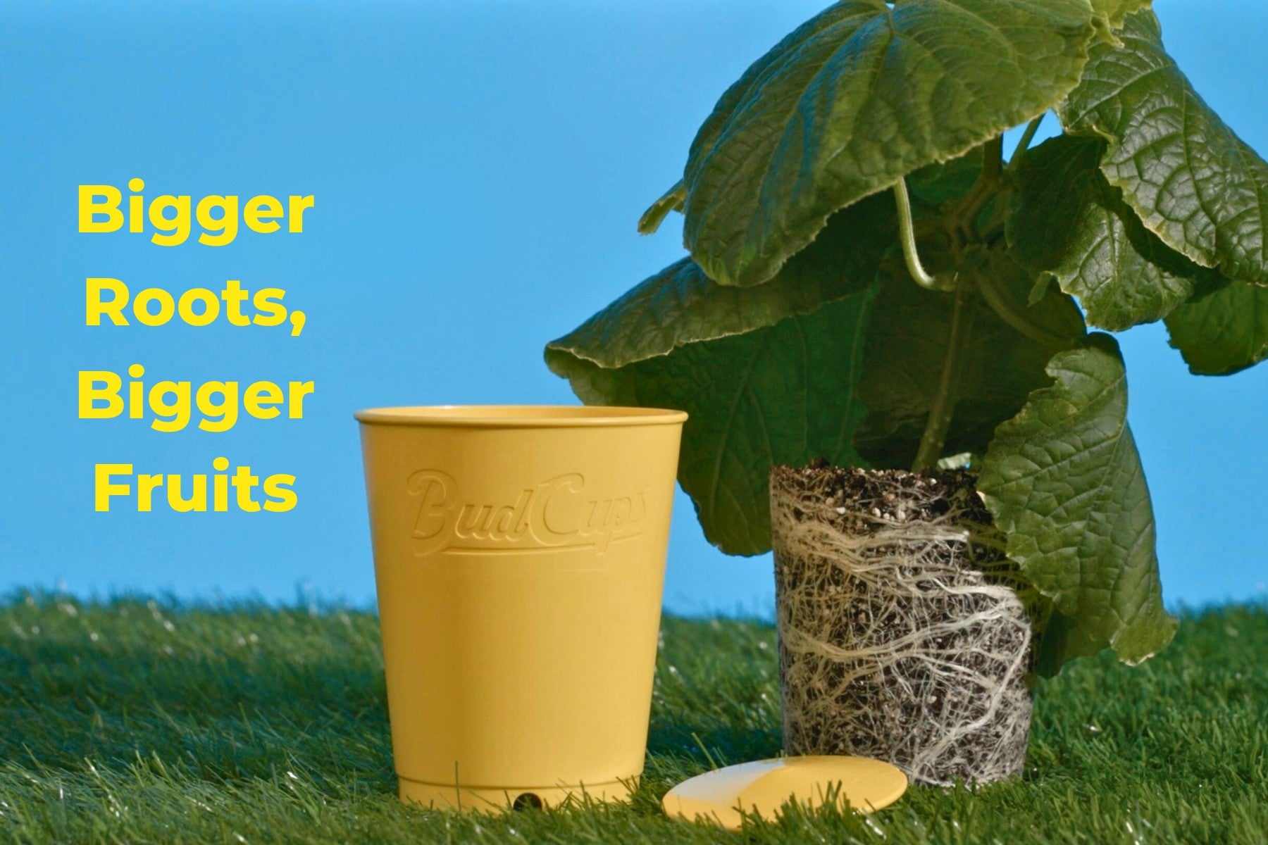 BudCups promoting strong root development with healthy plant ready for transplanting.