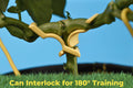 Close-up of plant stem being trained with interlocked BudClips for 180-degree horizontal plant training.