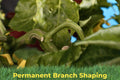 Close-up of plant with bent branches shaped using BudClips for long-term training support.