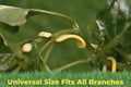 BudClips training clips securely attached to plant branches of different sizes in a garden setting.