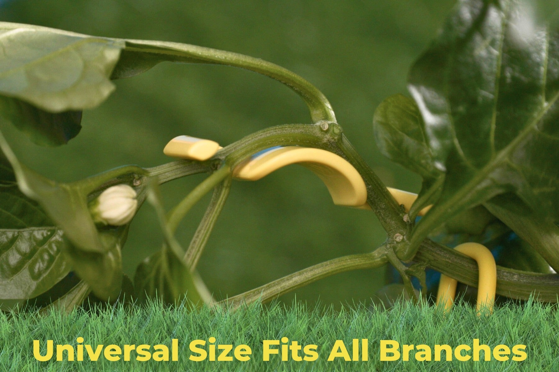 BudClips training clips securely attached to plant branches of different sizes in a garden setting.