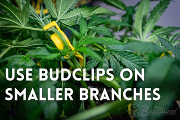 BudTrainerĀ® BudClipsĀ® being used on a smaller cannabis branch to gently bend it for low stress training and balanced plant structure.