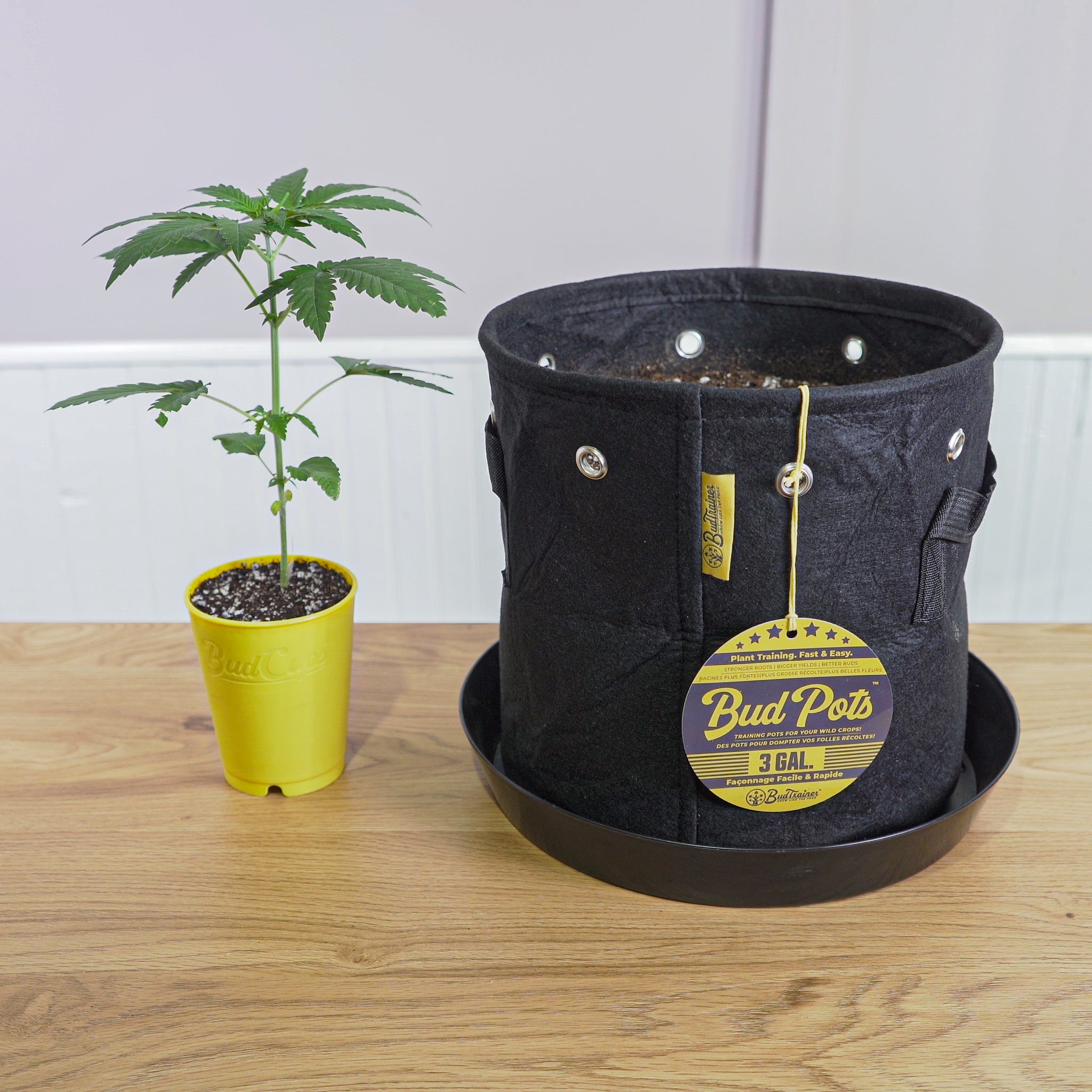 Image showing a young cannabis plant in a yellow BudCups container next to a larger black fabric BudPots container labeled '3 GAL' on a wooden table. The BudPots container has a tag hanging on it with product details and another smaller cannabis plant inside.