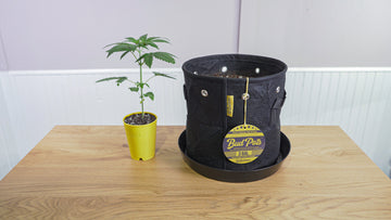 Image showing a young cannabis plant in a yellow BudCups container next to a larger black fabric BudPots container labeled '3 GAL' on a wooden table. The BudPots container has a tag hanging on it with product details and another smaller cannabis plant inside.