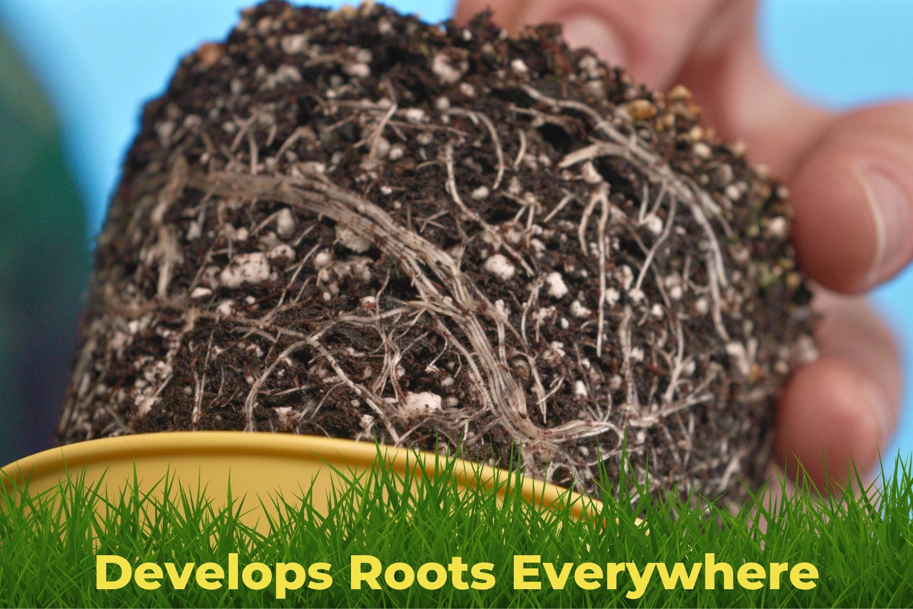 Close-up of healthy plant roots developed using BudCups transplanting system.