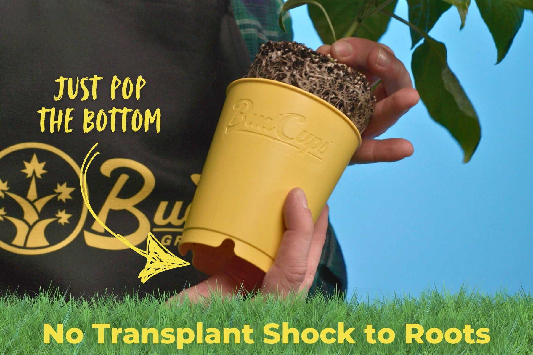 BudCups design allows transplanting without root shock by popping the bottom.