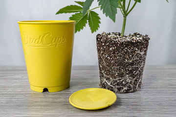 A cannabis plant with a dense network of white roots exposed next to an empty yellow BudCups container and its yellow lid, placed on a grey wood-textured surface against a soft white background.