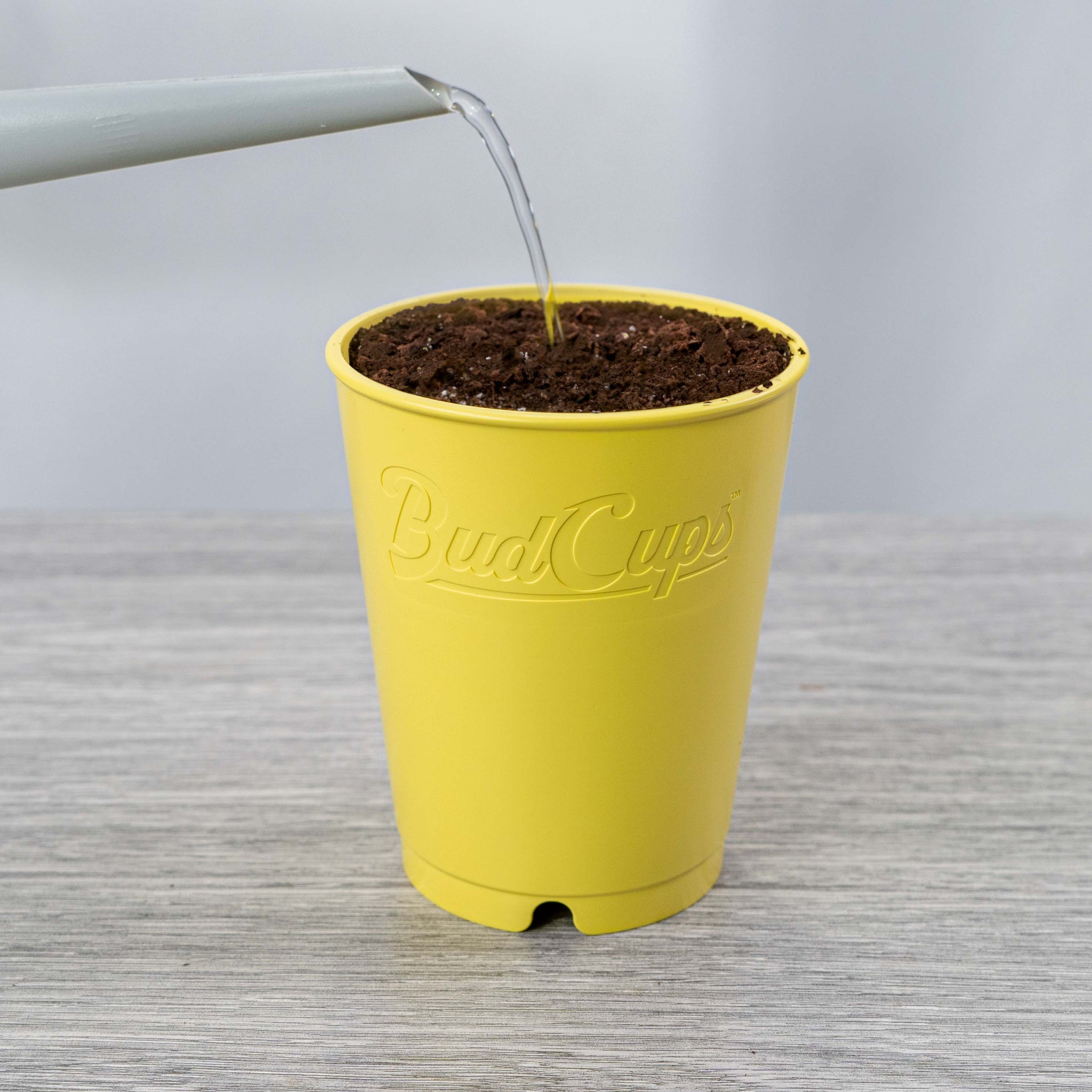 A grey watering can pouring water into a yellow BudCup filled with soil, placed on a grey wood-textured surface against a soft white background.