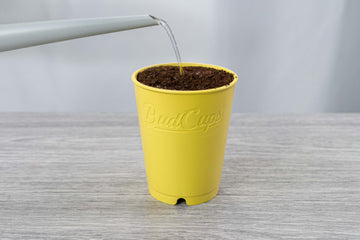 A grey watering can pouring water into a yellow BudCup filled with soil, placed on a grey wood-textured surface against a soft white background.