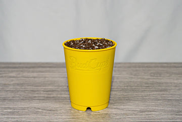 BudCups yellow full of soil to the rim, on top of a grey wooden table and with a white backdrop background