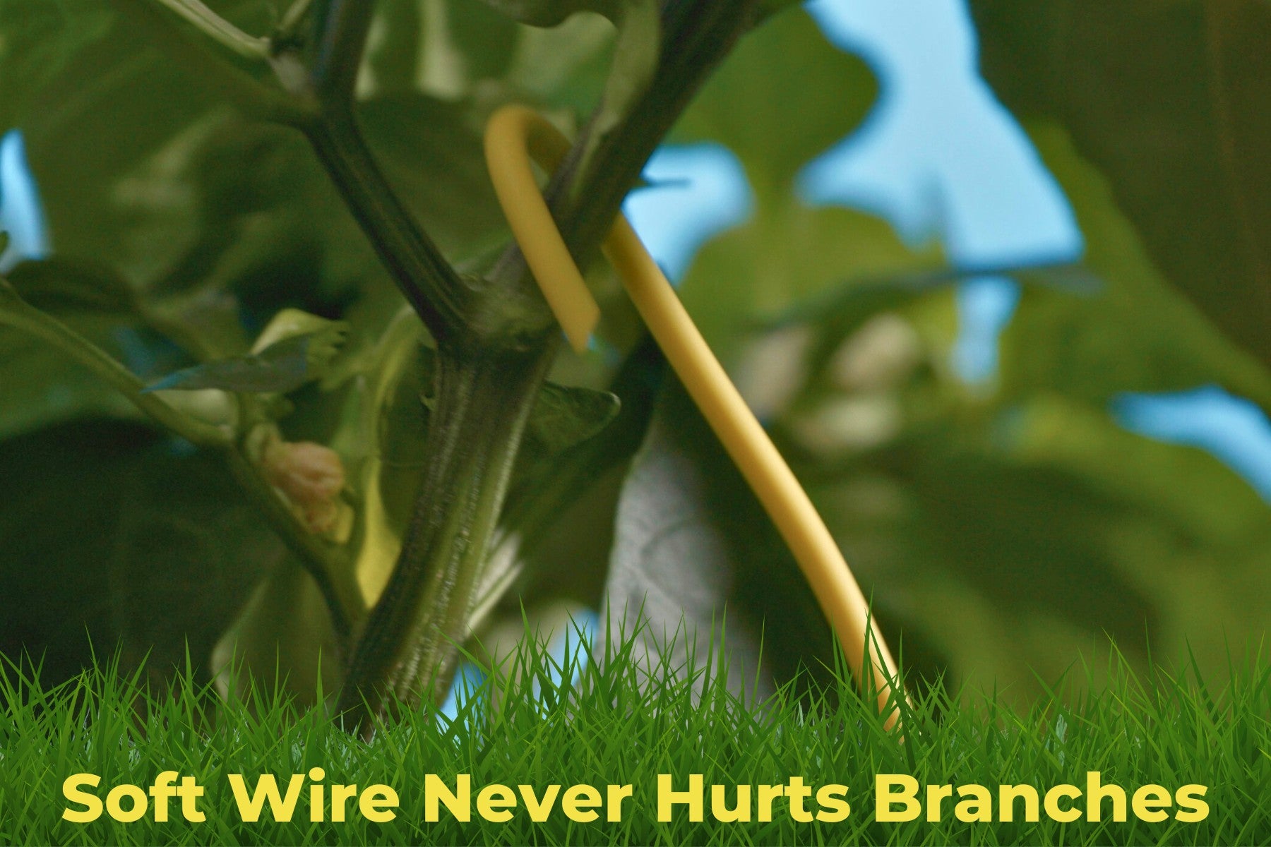 Yellow BudHuggers training wire gently supporting a plant branch without causing damage.
