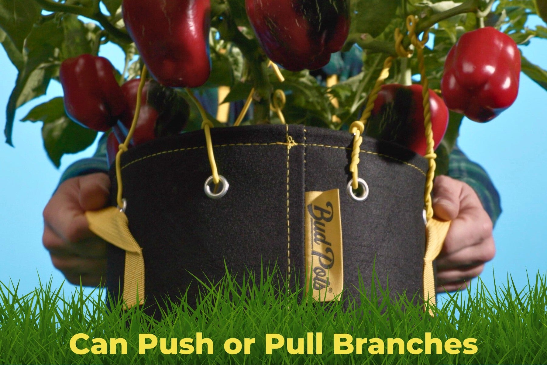 Close-up of BudHuggers training wire pulling and pushing pepper plant branches inside a BudPots grow bag.