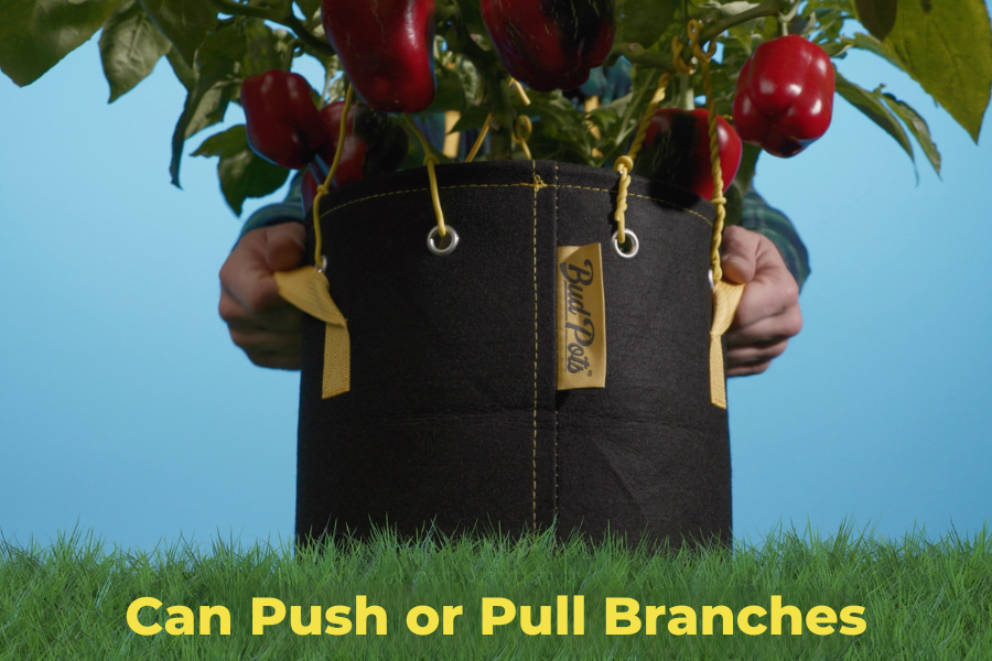 BudHuggers traininwire pushing and pulling pepper plant branches in BudPots fabric pot.