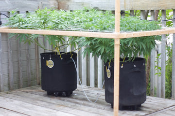 Outdoor cannabis plants growing in BudPots® fabric pots with low-stress training using BudHuggers® for wider canopy and higher yields.