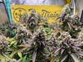 Dense cannabis buds growing indoors with BudTrainer banner in the background.