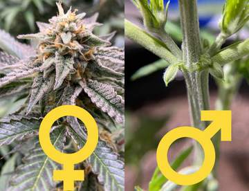 Side-by-side comparison of a female cannabis plant with buds and white pistils on the left, and a male cannabis plant showing pollen sacs on the right.
