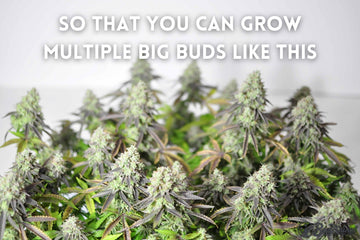 Dense cannabis buds grown using plant training techniques for multiple large colas.