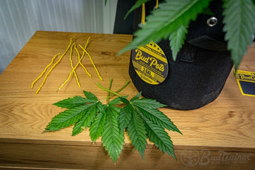 Freshly removed cannabis fan leaves placed beside BudTrainerĀ® BudPotsĀ® and BudHuggersĀ® after a defoliation session to promote better plant growth.