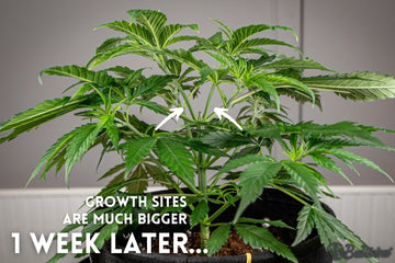 Cannabis plant showing larger growth sites one week after topping for bushier growth.