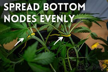 Using BudTrainerĀ® BudHuggersĀ® to spread bottom cannabis nodes evenly during low stress training for better light penetration and bigger yields.