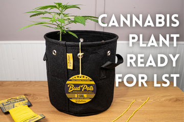 Young cannabis plant in 3-gallon BudPot fabric container with BudHuggers, ready for low stress training (LST) on wooden table.