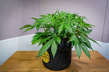 A healthy cannabis plant in a BudTrainerĀ® BudPotĀ® during the vegetative stage, ready for low stress training to grow bigger buds.