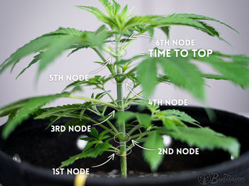 Cannabis plant node diagram showing when to top for better growth inside BudPots.