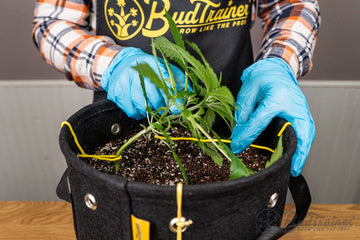Grower using BudTrainer BudPots and BudHuggers to apply low stress training (LST) on a young cannabis plant wearing blue gloves.