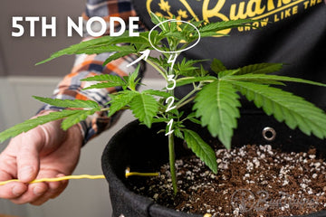 Cannabis plant showing 5th node, ready for topping or low stress training (LST) in a BudPot.