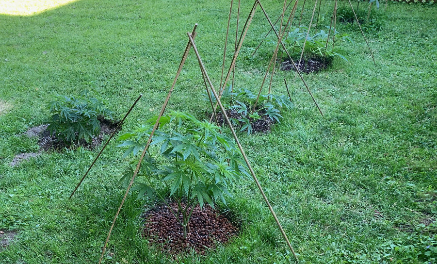 Outdoor garden scene showing three cannabis plants supported by wooden stakes, growing directly in the ground. The foreground plant is surrounded by a protective layer of brown mulch. The lush green lawn background accentuates the healthy appearance of the plants.
