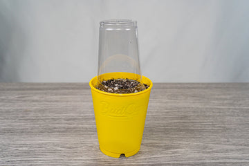 A clear plastic bottle cut in half and used as a makeshift greenhouse cover over a yellow BudCup filled with soil, set on a grey wood-textured surface against a soft white background.