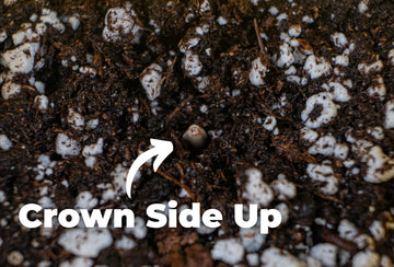 Close-up view of a seed in soil, marked with an arrow and the text 'Crown Side Up' to indicate the correct orientation for planting, surrounded by moist soil and white perlite.