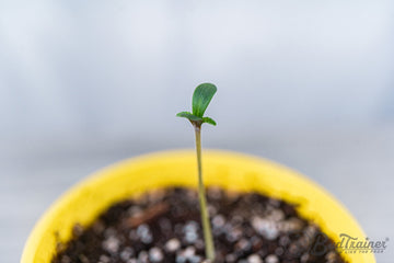 Healthy cannabis seedling sprouting in yellow BudCup with visible cotyledons and stem.