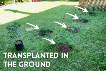 Cannabis plants transplanted in the ground with support stakes in outdoor garden.