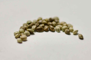 Cannabis seeds scattered on a white background for home growing.