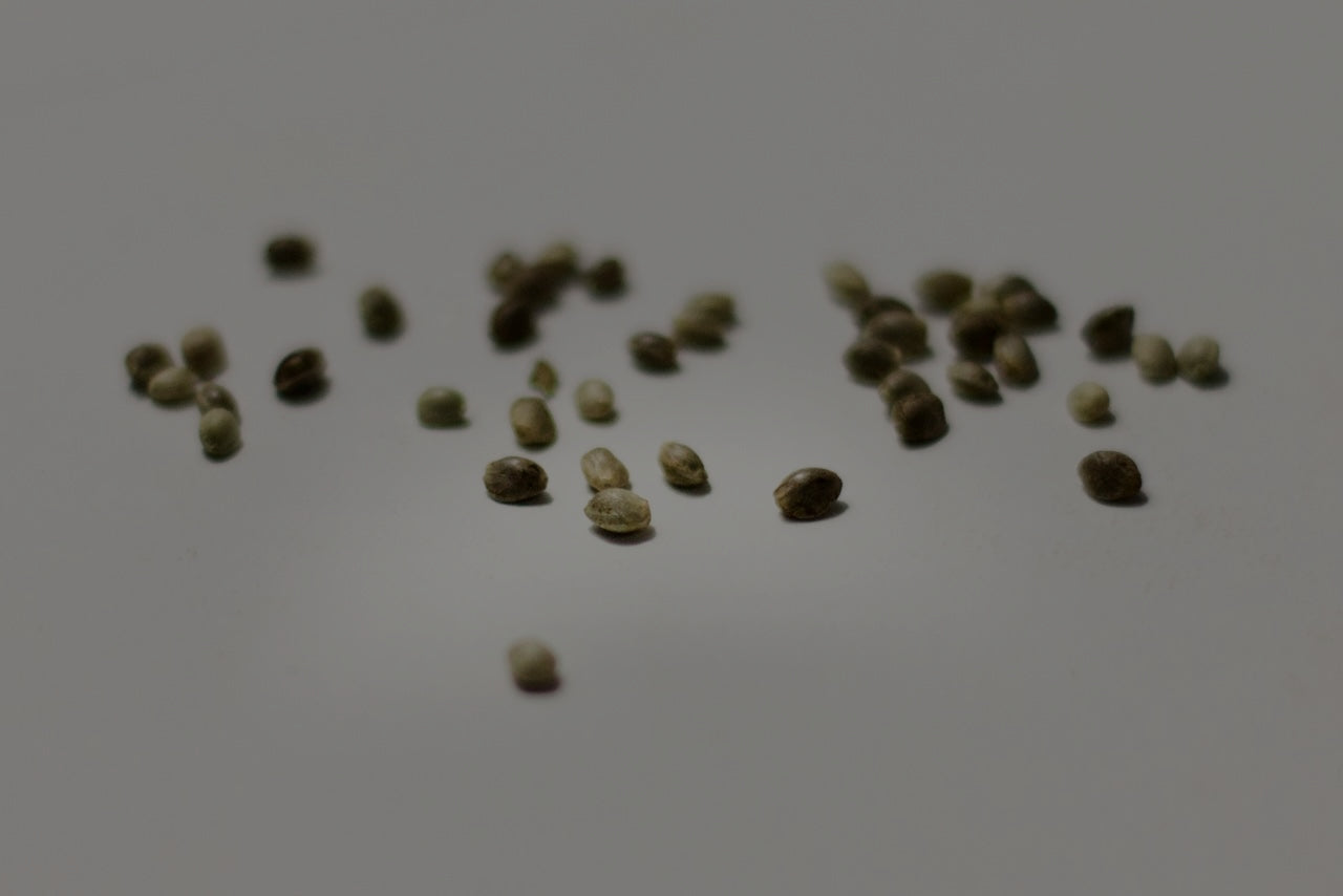 Cannabis seeds spread on a white background for planting.