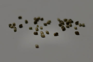 Around 30 cannabis seeds on top of a white surface