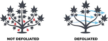 Side-by-side comparison of defoliated and non-defoliated cannabis plants showing airflow improvement and reduced pests.