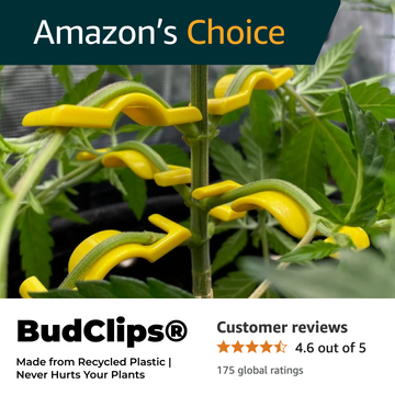 BudClips® cannabis training clips gently bending branches for bigger yields – durable, recycled, and Amazon’s Choice for home growers.