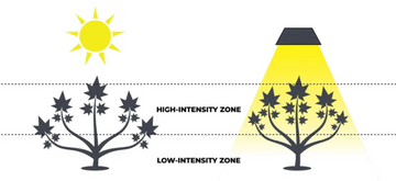 Comparison of sunlight and grow light intensity zones on cannabis plants, illustrating high and low light exposure areas.