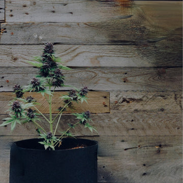 Cannabis plant with sparse buds growing in a black fabric pot against a wooden wall.