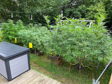 Outdoor cannabis plants growing in a backyard garden with yellow sticky traps and support cages for healthy cultivation.