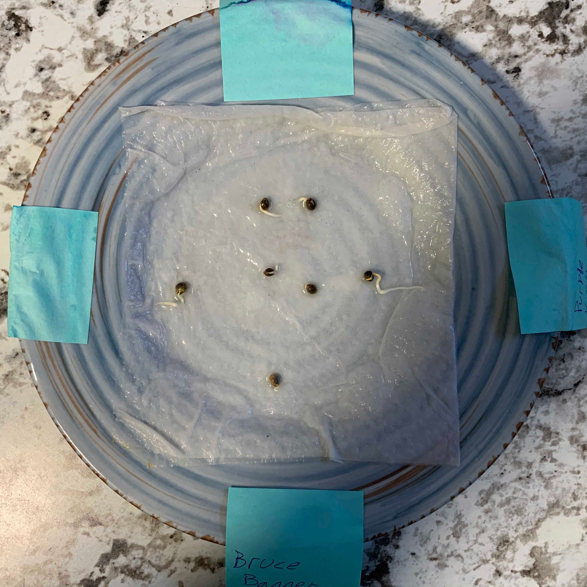 Top view of a germination plate with damp paper towels and seeds spaced out, secured with blue sticky notes labeled 'Bruce Banner' and 'Purple.' The plate is on a marble countertop with a speckled pattern.