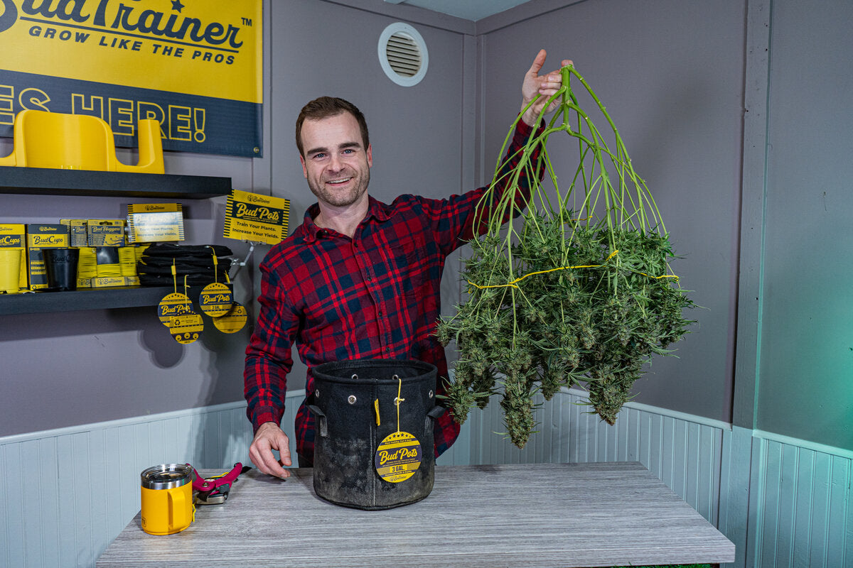 Image of a man in a plaid shirt smiling and holding up a large harvested cannabis plant suspended by a yellow trellis, in a store setting. Next to him is a black BudPots container on a table, with various BudPots and BudCups products on display in the background, emphasizing the brand's gardening products.