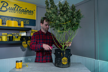 Grower harvesting a large trained autoflower cannabis plant from BudPots fabric grow pot.