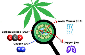 Cannabis leaf diagram showing gas exchange during photosynthesis and transpiration: intake of CO₂, and release of O₂ and H₂O.
