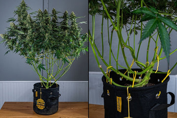 Low stress trained cannabis plant in fabric BudPot with exposed branches and evenly spaced colas for optimal airflow and light penetration.