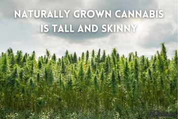 Field of naturally grown cannabis plants showing tall and skinny stalks.