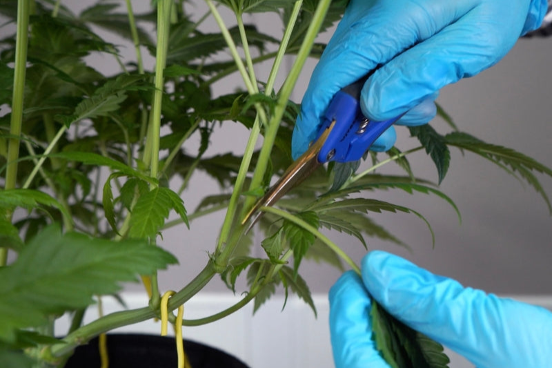 Grower pruning cannabis plant with precision shears during low stress training using BudTrainer tools.